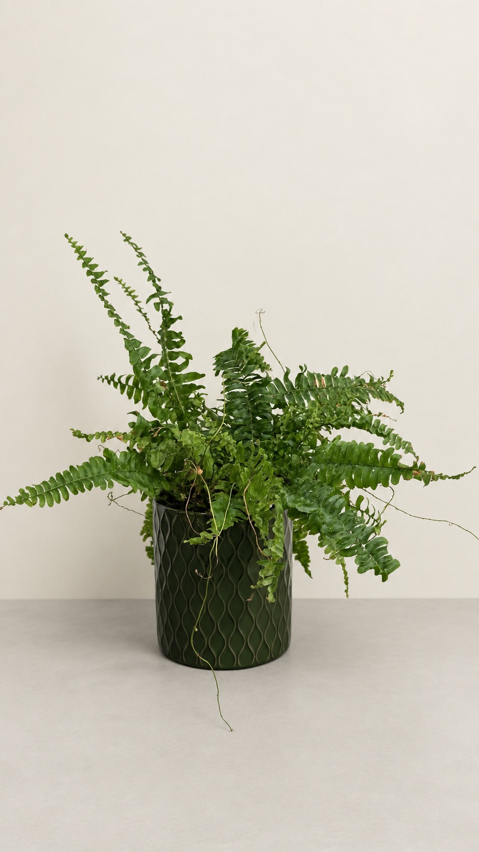 Нефролепис Green Lady