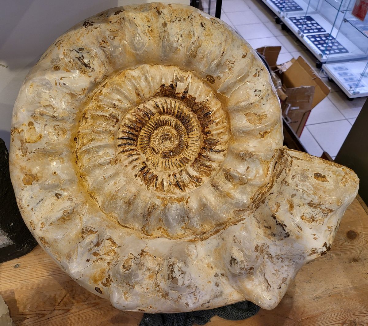 Stor ammonitt fossil