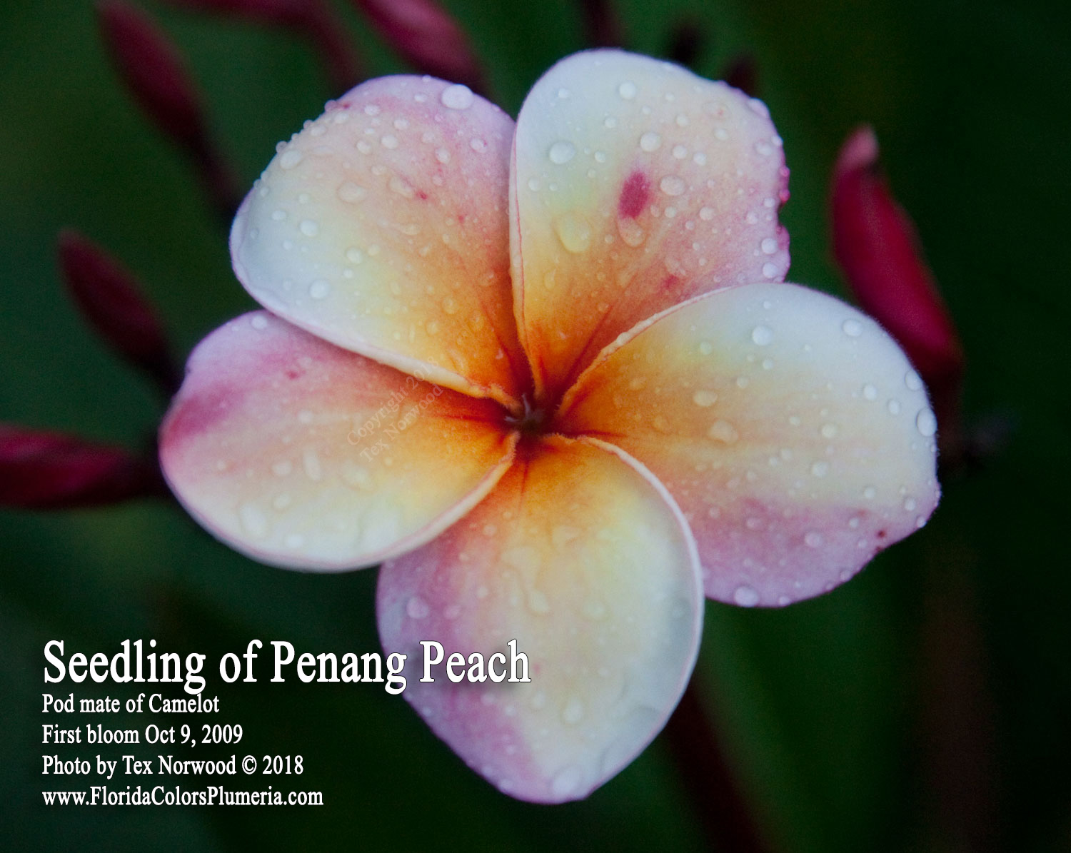 First bloom from a Camelot podmate plumeria seedling
