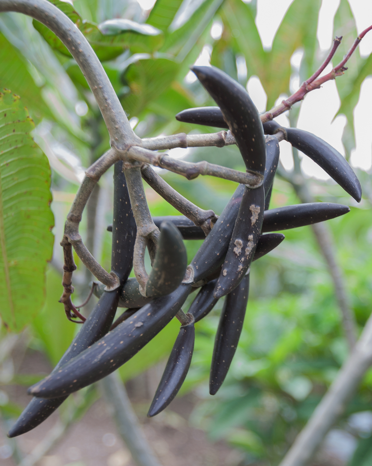 Mature Gulfstream plumeria seed pods on the tree