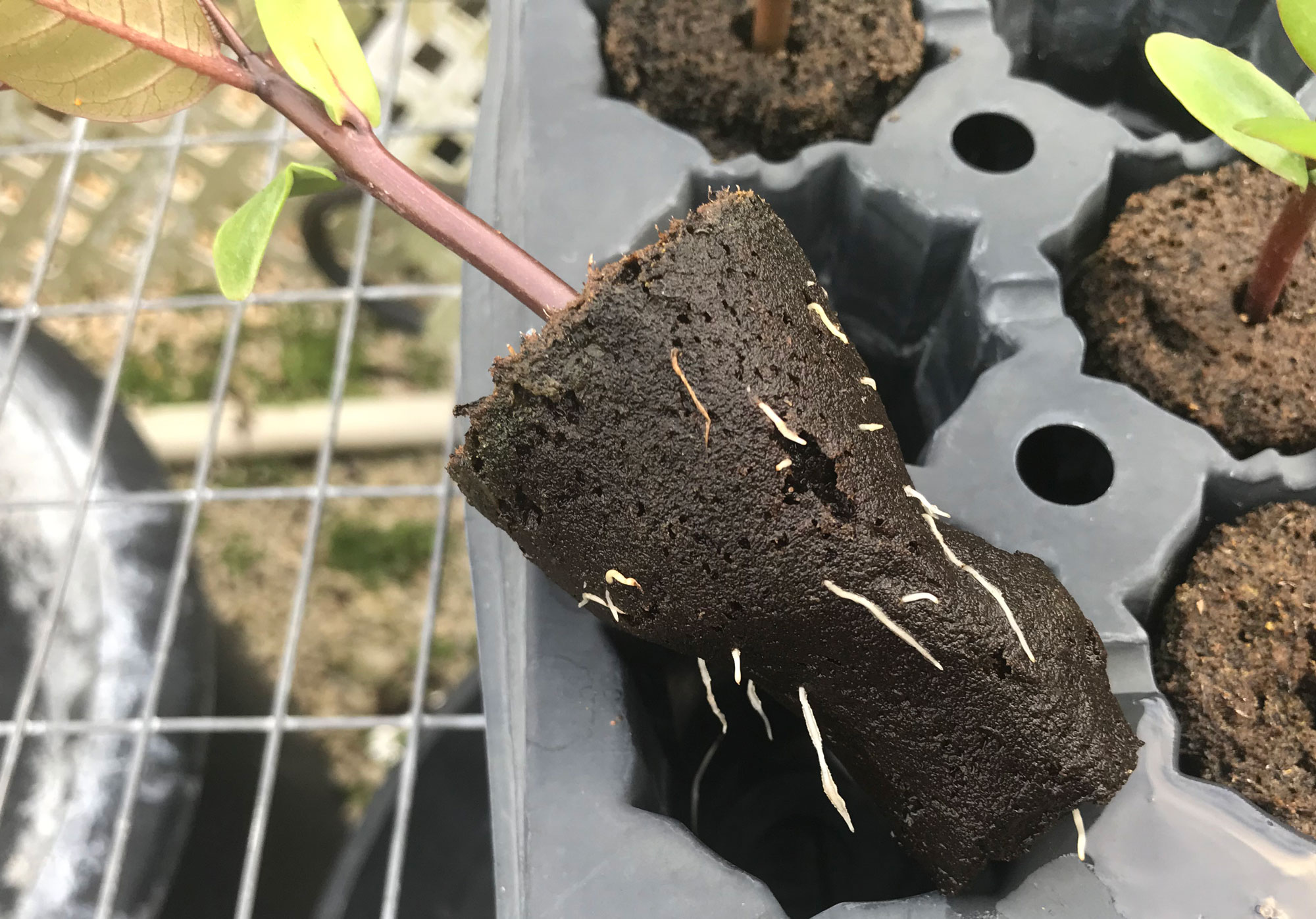 Camelot plumeria seedling at 29 days old with visible roots