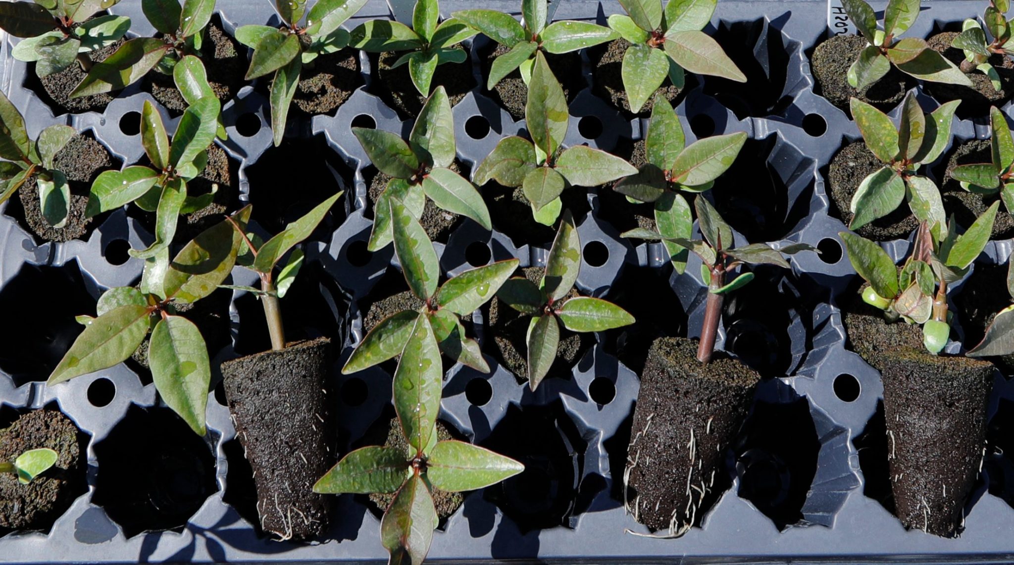 Rows of young plumeria seedlings in nursery trays