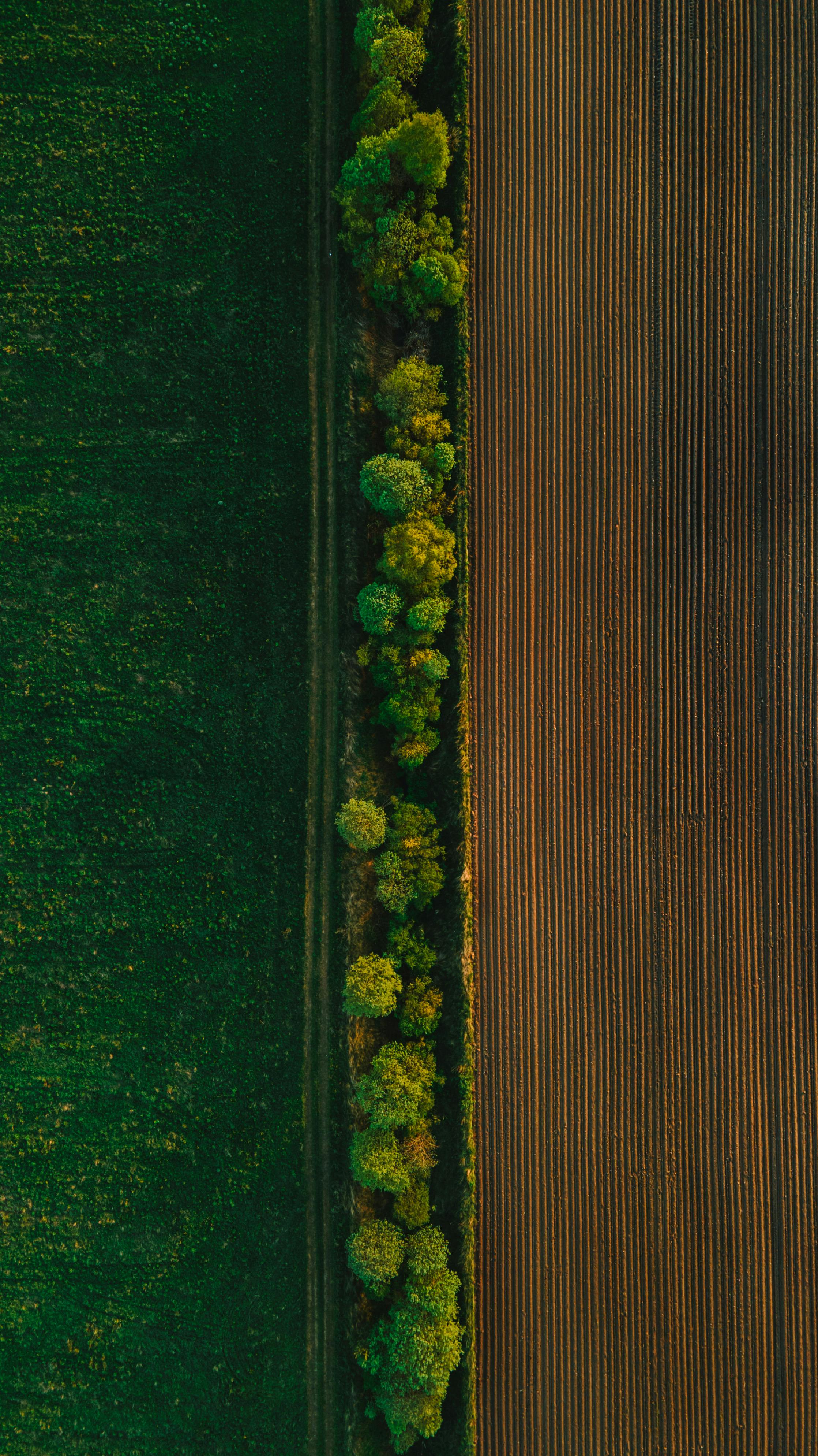 Fazenda Background