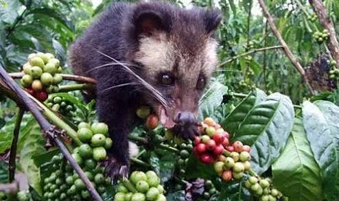 Kopi Luwak Experience