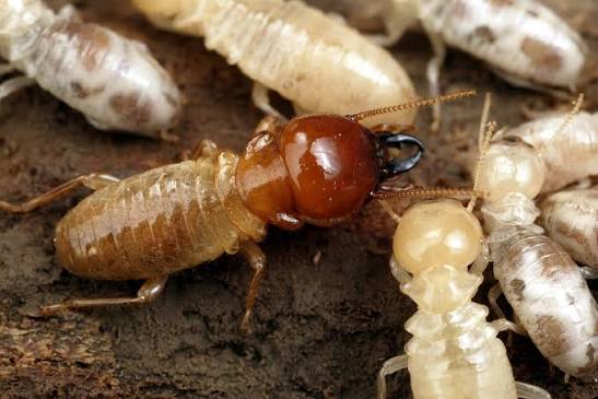Termite Control