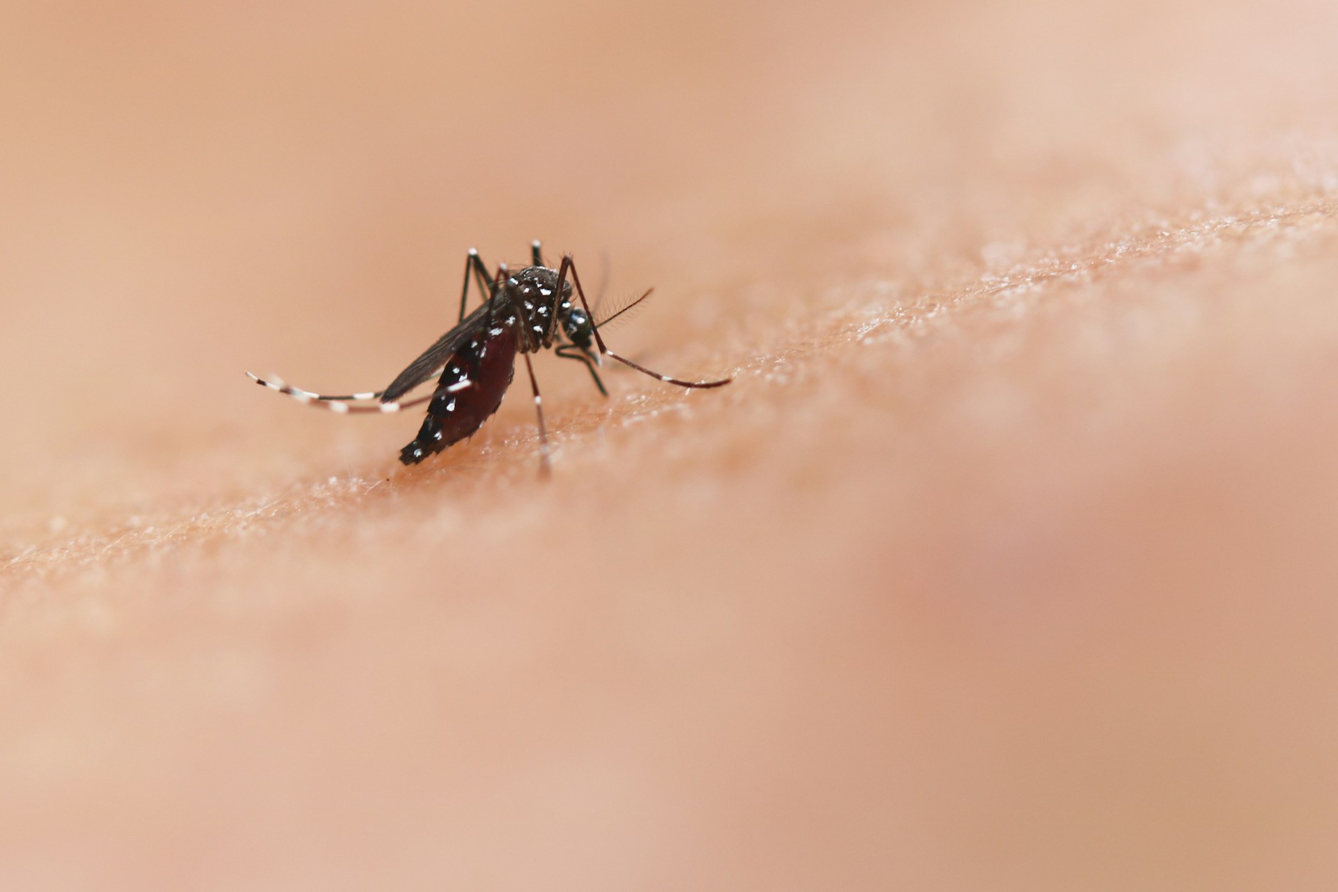 Mosquito Control